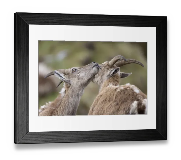 Framed Print : Alpine Ibex (Capra ibex) two adult females, close-up of heads, mutual grooming, Niederhorn, Swiss Alps Framed Print : Alpine Ibex (Capra ibex) two adult females, close-up of heads, mutual grooming, Niederhorn, Swiss Alps