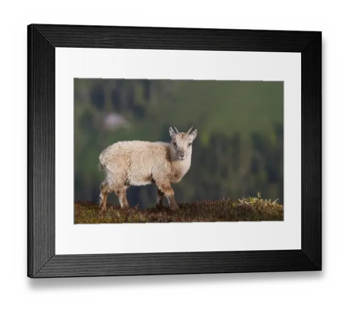 Framed Print : Alpine Ibex (Capra ibex) young, standing, Niederhorn, Swiss Alps, Bernese Oberland, Switzerland, June