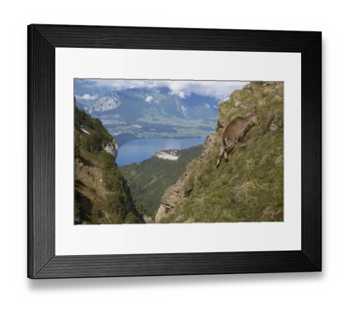 Framed Print : Alpine Ibex (Capra ibex) adult female, grazing on slope in mountain habitat, Niederhorn, Swiss Alps, Bernese Oberland Framed Print : Alpine Ibex (Capra ibex) adult female, grazing on slope in mountain habitat, Niederhorn, Swiss Alps, Bernese Oberland