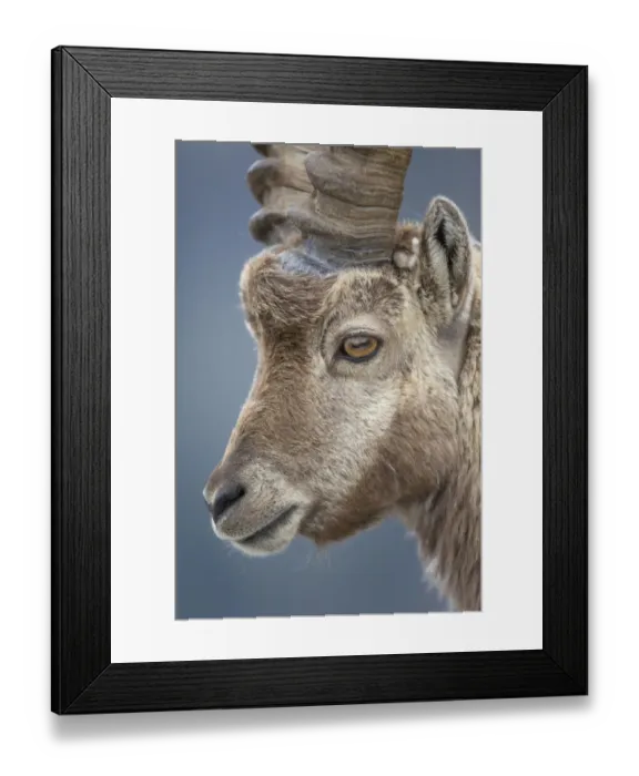 Framed Print : Alpine Ibex (Capra ibex) adult male, close-up of head, Niederhorn, Swiss Alps, Bernese Oberland, Switzerland, June Framed Print : Alpine Ibex (Capra ibex) adult male, close-up of head, Niederhorn, Swiss Alps, Bernese Oberland, Switzerland, June