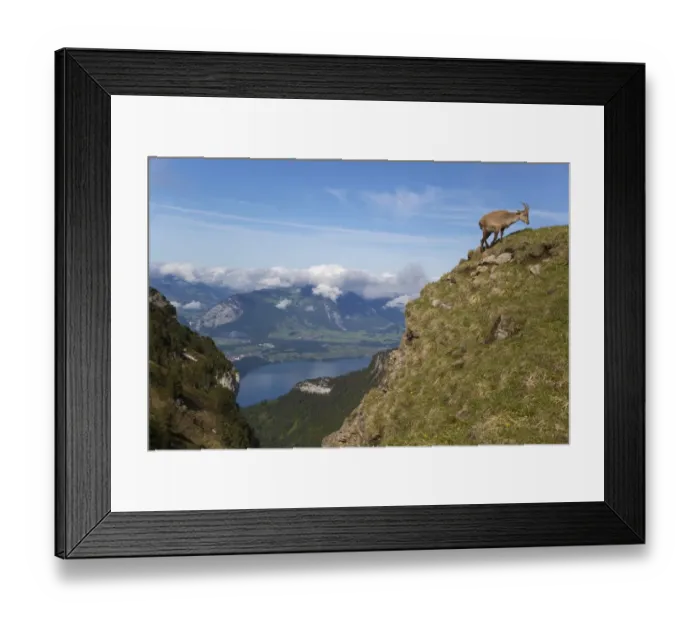Framed Print : Alpine Ibex (Capra ibex) adult female, walking on slope in mountain habitat, Niederhorn, Swiss Alps, Bernese Oberland