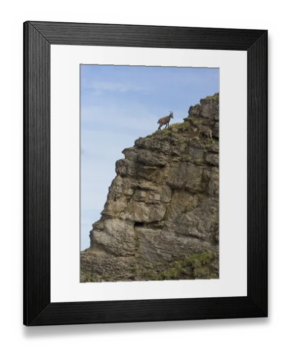 Framed Print : Alpine Ibex (Capra ibex) two adult females, climbing on rockface, Niederhorn, Swiss Alps, Bernese Oberland Framed Print : Alpine Ibex (Capra ibex) two adult females, climbing on rockface, Niederhorn, Swiss Alps, Bernese Oberland