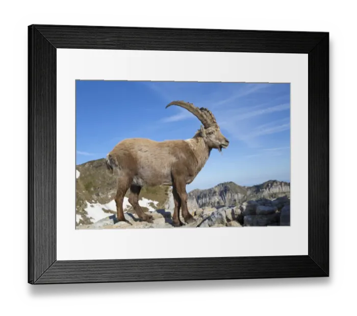Framed Print : Alpine Ibex (Capra ibex) adult male, standing on rocks, Niederhorn, Swiss Alps, Bernese Oberland, Switzerland, June Framed Print : Alpine Ibex (Capra ibex) adult male, standing on rocks, Niederhorn, Swiss Alps, Bernese Oberland, Switzerland, June