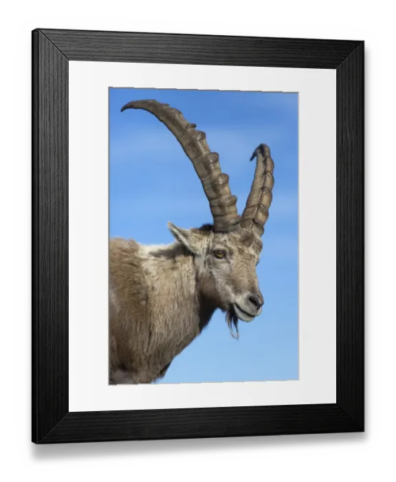 Framed Print : Alpine Ibex (Capra ibex) adult male, close-up of head, Niederhorn, Swiss Alps, Bernese Oberland, Switzerland, June Framed Print : Alpine Ibex (Capra ibex) adult male, close-up of head, Niederhorn, Swiss Alps, Bernese Oberland, Switzerland, June