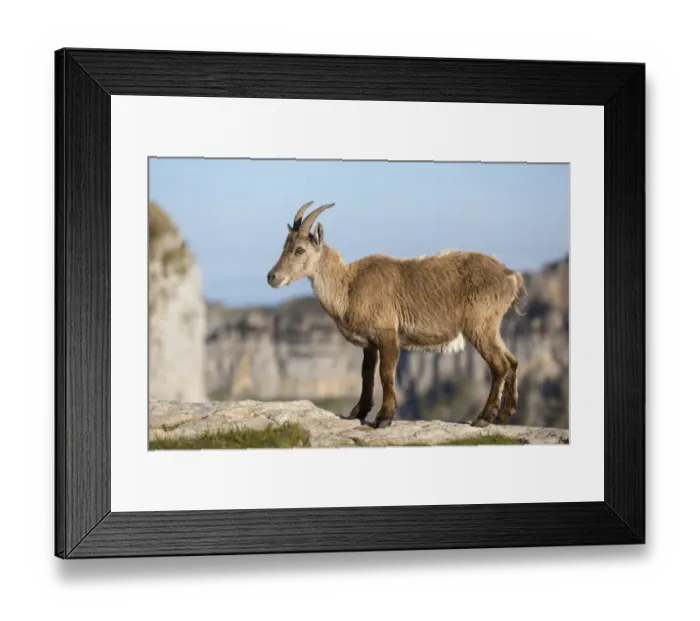 Framed Print : Alpine Ibex (Capra ibex) adult female, standing on rocks, Niederhorn, Swiss Alps, Bernese Oberland, Switzerland, June Framed Print : Alpine Ibex (Capra ibex) adult female, standing on rocks, Niederhorn, Swiss Alps, Bernese Oberland, Switzerland, June