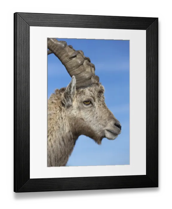 Framed Print : Alpine Ibex (Capra ibex) adult male, close-up of head, Niederhorn, Swiss Alps, Bernese Oberland, Switzerland, June Framed Print : Alpine Ibex (Capra ibex) adult male, close-up of head, Niederhorn, Swiss Alps, Bernese Oberland, Switzerland, June