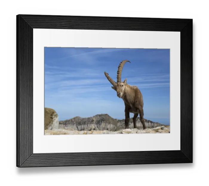Framed Print : Alpine Ibex (Capra ibex) adult male, standing on rocks, Niederhorn, Swiss Alps, Bernese Oberland, Switzerland, June Framed Print : Alpine Ibex (Capra ibex) adult male, standing on rocks, Niederhorn, Swiss Alps, Bernese Oberland, Switzerland, June