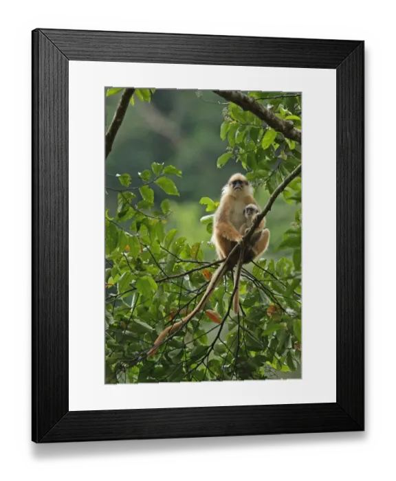 Framed Print : Sumatran Surili (Presbytis melalophos) adult female with baby, sitting on branch, Kerinci Seblat N. P Framed Print : Sumatran Surili (Presbytis melalophos) adult female with baby, sitting on branch, Kerinci Seblat N. P