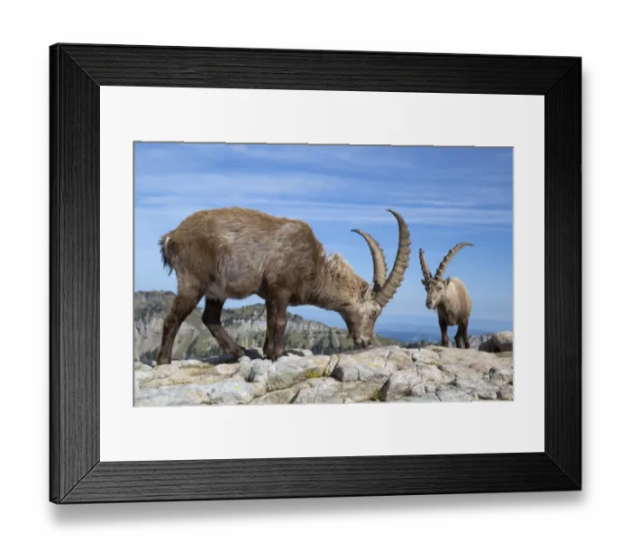 Framed Print : Alpine Ibex (Capra ibex) two adults males, licking minerals from rocks, Niederhorn, Swiss Alps, Bernese Oberland Framed Print : Alpine Ibex (Capra ibex) two adults males, licking minerals from rocks, Niederhorn, Swiss Alps, Bernese Oberland