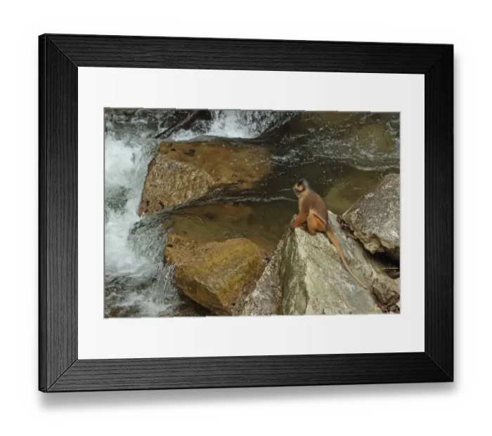 Framed Print : Sumatran Surili (Presbytis melalophos) adult, sitting on rock beside river, Kerinci Seblat N. P