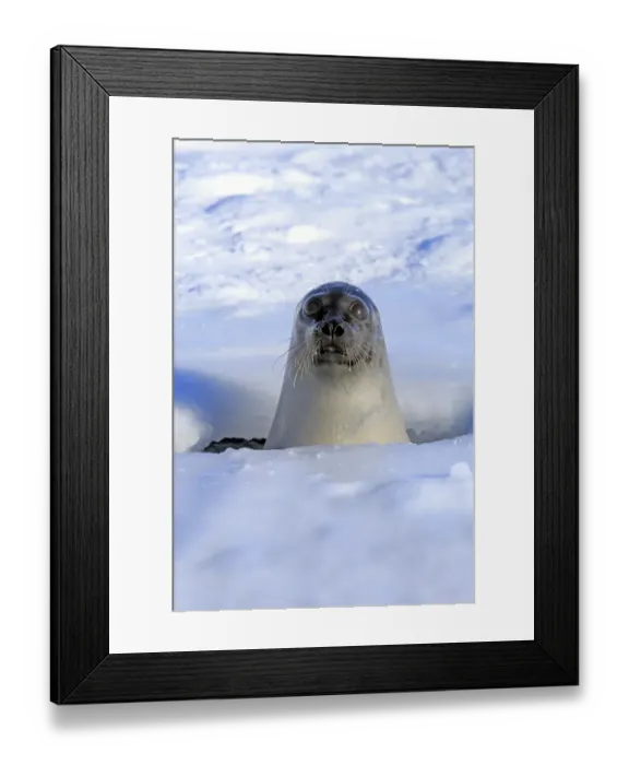Framed Print : Harp Seal (Pagophilus groenlandicus) adult female, looking out from breathing hole on pack ice, Magdalen Islands Framed Print : Harp Seal (Pagophilus groenlandicus) adult female, looking out from breathing hole on pack ice, Magdalen Islands