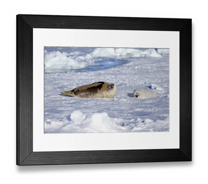 Framed Print : Harp Seal (Pagophilus groenlandicus) adult female with pup, resting on pack ice, Magdalen Islands, Gulf of St Framed Print : Harp Seal (Pagophilus groenlandicus) adult female with pup, resting on pack ice, Magdalen Islands, Gulf of St