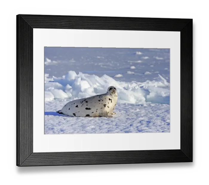 Framed Print : Harp Seal (Pagophilus groenlandicus) adult female, resting on pack ice, Magdalen Islands, Gulf of St
