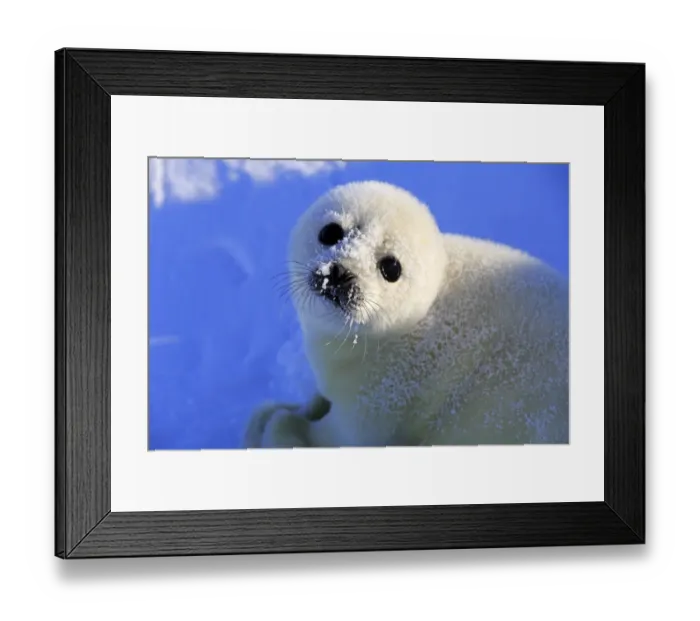 Framed Print : Harp Seal (Pagophilus groenlandicus) pup, close-up of head, resting on pack ice, Magdalen Islands, Gulf of St Framed Print : Harp Seal (Pagophilus groenlandicus) pup, close-up of head, resting on pack ice, Magdalen Islands, Gulf of St