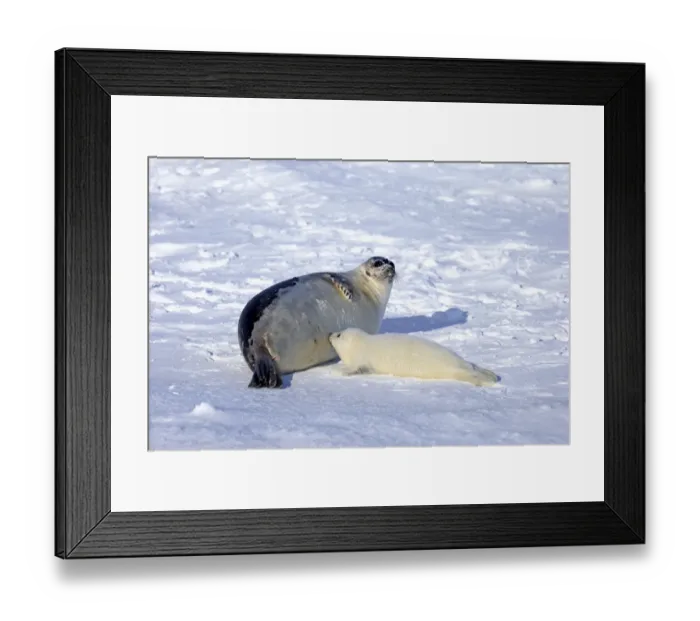 Framed Print : Harp Seal (Pagophilus groenlandicus) adult female with pup, suckling on pack ice, Magdalen Islands, Gulf of St Framed Print : Harp Seal (Pagophilus groenlandicus) adult female with pup, suckling on pack ice, Magdalen Islands, Gulf of St