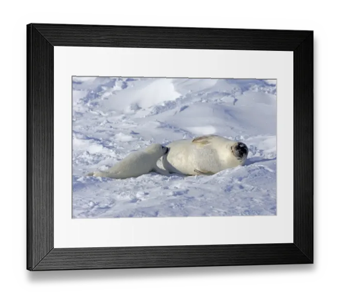 Framed Print : Harp Seal (Pagophilus groenlandicus) adult female with pup, suckling on pack ice, Magdalen Islands, Gulf of St Framed Print : Harp Seal (Pagophilus groenlandicus) adult female with pup, suckling on pack ice, Magdalen Islands, Gulf of St