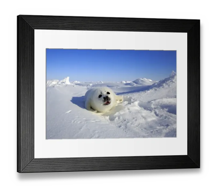 Framed Print : Harp Seal (Pagophilus groenlandicus) pup, calling on pack ice, Magdalen Islands, Gulf of St