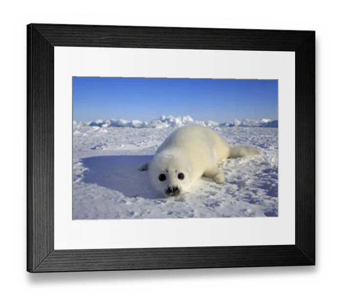 Framed Print : Harp Seal (Pagophilus groenlandicus) pup, resting on pack ice, Magdalen Islands, Gulf of St Framed Print : Harp Seal (Pagophilus groenlandicus) pup, resting on pack ice, Magdalen Islands, Gulf of St