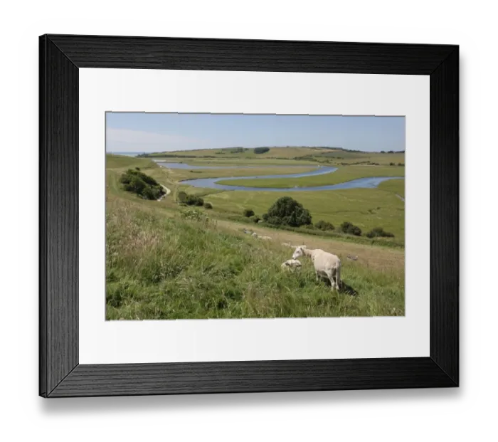 Framed Print : Domestic Sheep, flock, grazing on hillside overlooking meandering river in coastal floodplain, River Cuckmere Framed Print : Domestic Sheep, flock, grazing on hillside overlooking meandering river in coastal floodplain, River Cuckmere