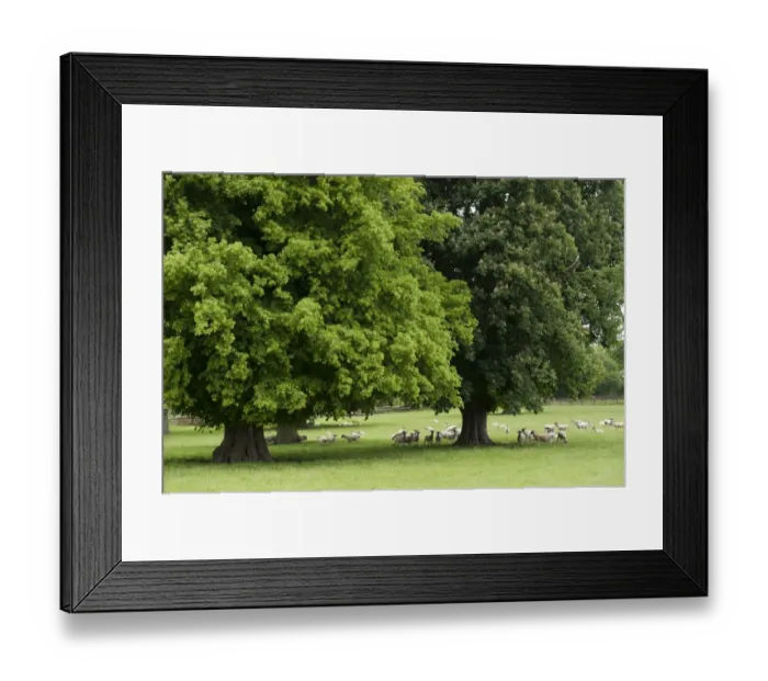 Framed Print : Domestic Sheep, flock, standing in mature parkland with trees, Newmarket, Suffolk, England, June Framed Print : Domestic Sheep, flock, standing in mature parkland with trees, Newmarket, Suffolk, England, June