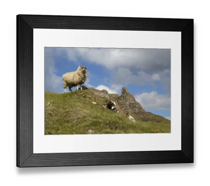 Framed Print : Domestic Sheep, adult, standing on moorland, The Quiraing, Meall na Suiramach, Trotternish Peninsula Ridge Framed Print : Domestic Sheep, adult, standing on moorland, The Quiraing, Meall na Suiramach, Trotternish Peninsula Ridge