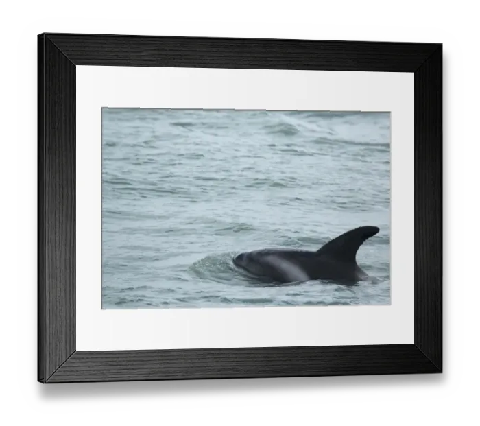 Framed Print : White-beaked Dolphin (Lagenorhynchus albirostris) adult, swimming at surface of sea, Iceland, June Framed Print : White-beaked Dolphin (Lagenorhynchus albirostris) adult, swimming at surface of sea, Iceland, June