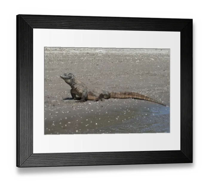 Framed Print : Komodo Dragon (Varanus komodoensis) adult, resting on beach, Horseshoe Bay, Rinca Island, Komodo N. P