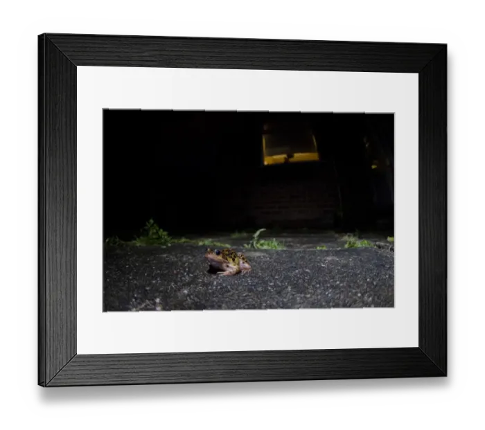Framed Print : Common Frog (Rana temporaria) adult, in urban garden at night, Nottingham, Nottinghamshire, England, July Framed Print : Common Frog (Rana temporaria) adult, in urban garden at night, Nottingham, Nottinghamshire, England, July