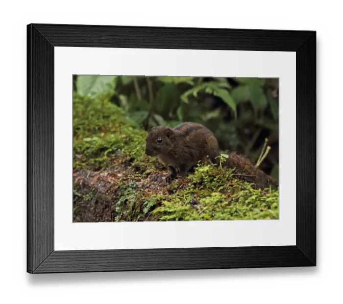 Framed Print : Three-striped Ground Squirrel (Lariscus insignis) adult, standing on mossy log, Kerinci Seblat N. P Framed Print : Three-striped Ground Squirrel (Lariscus insignis) adult, standing on mossy log, Kerinci Seblat N. P