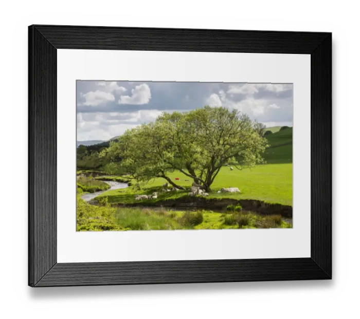 Framed Print : Domestic Sheep, ewes and lambs, flock resting in shade of tree in pasture beside river, West Linton, Tweeddale Framed Print : Domestic Sheep, ewes and lambs, flock resting in shade of tree in pasture beside river, West Linton, Tweeddale