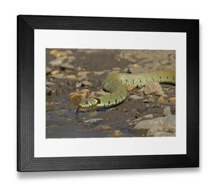 Framed Print : Grass Snake (Natrix natrix) adult, flicking forked tongue, drinking from puddle, Norfolk, England, April Framed Print : Grass Snake (Natrix natrix) adult, flicking forked tongue, drinking from puddle, Norfolk, England, April