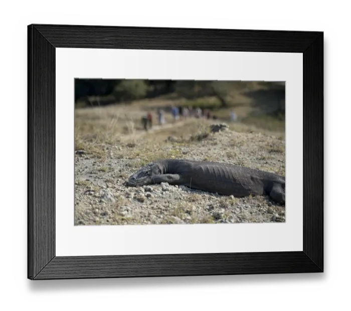 Framed Print : Komodo Dragon (Varanus komodoensis) adult, resting on rocky ground, with tourists on path in background, Rinca Island Framed Print : Komodo Dragon (Varanus komodoensis) adult, resting on rocky ground, with tourists on path in background, Rinca Island
