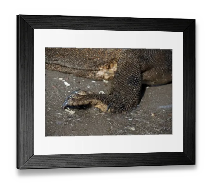 Framed Print : Komodo Dragon (Varanus komodoensis) adult, close-up of hind foot, on beach, Horseshoe Bay, Rinca Island, Komodo N. P Framed Print : Komodo Dragon (Varanus komodoensis) adult, close-up of hind foot, on beach, Horseshoe Bay, Rinca Island, Komodo N. P