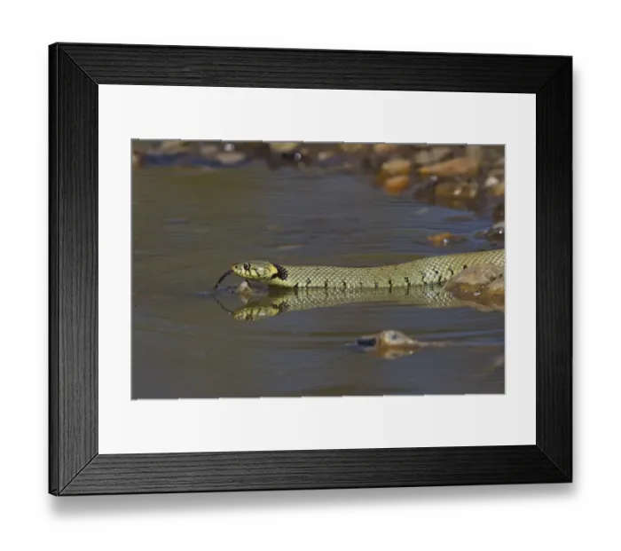 Framed Print : Grass Snake (Natrix natrix) adult, flicking forked tongue, drinking from puddle, Norfolk, England, April Framed Print : Grass Snake (Natrix natrix) adult, flicking forked tongue, drinking from puddle, Norfolk, England, April