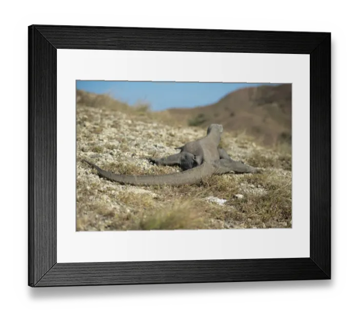 Framed Print : Komodo Dragon (Varanus komodoensis) adult, rear view, resting on rocky ground, Rinca Island, Komodo N. P Framed Print : Komodo Dragon (Varanus komodoensis) adult, rear view, resting on rocky ground, Rinca Island, Komodo N. P
