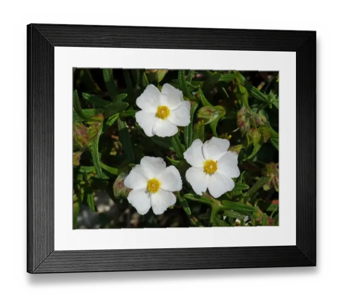Framed Print : Montpelier Rockrose (Cistus monspeliensis) close-up of flowers, Corsica, France, April Framed Print : Montpelier Rockrose (Cistus monspeliensis) close-up of flowers, Corsica, France, April