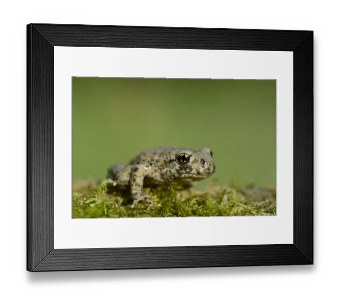 Framed Print : Common Midwife Toad (Alytes obstetricans) introduced species, juvenile, sitting on moss, Worksop, Nottinghamshire