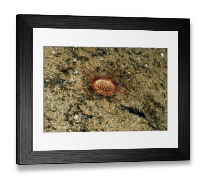 Framed Print : Burrowing Anemone (Cerianthus lloydii) adult, with tentacles extended, on muddy silt in sea loch, Loch Fyne Framed Print : Burrowing Anemone (Cerianthus lloydii) adult, with tentacles extended, on muddy silt in sea loch, Loch Fyne