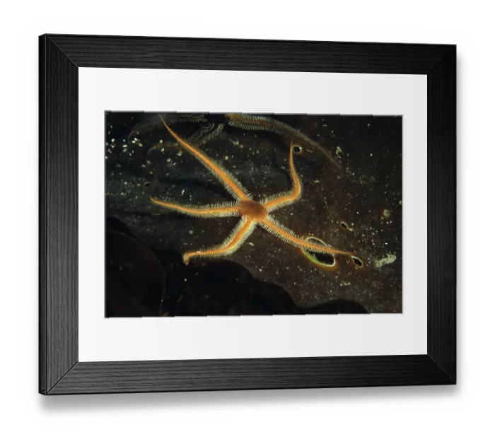 Framed Print : Black Brittlestar (Ophiocomina nigra) adult, on maerl bed in sea loch, Loch Carron, Ross and Cromarty, Highlands Framed Print : Black Brittlestar (Ophiocomina nigra) adult, on maerl bed in sea loch, Loch Carron, Ross and Cromarty, Highlands