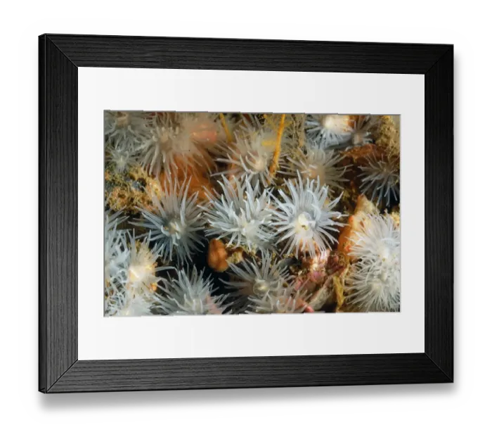 Framed Print : Sea Loch Anemone (Protanthea simplex) adults, group with tentacles extended, on seabed in sea loch, Loch Carron Framed Print : Sea Loch Anemone (Protanthea simplex) adults, group with tentacles extended, on seabed in sea loch, Loch Carron