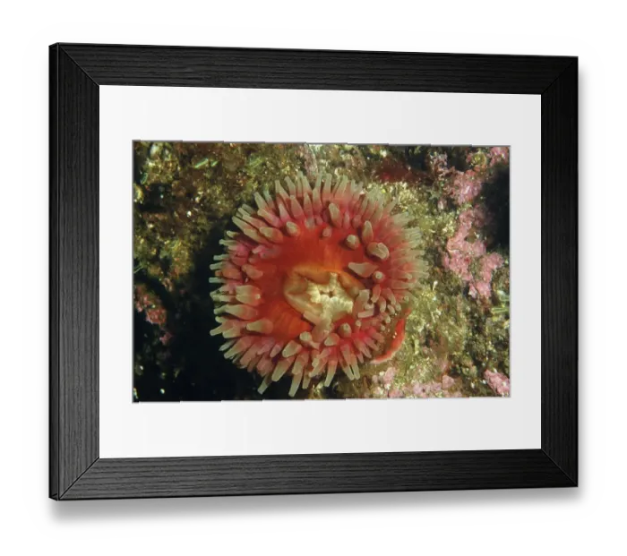 Framed Print : Horseman Anemone (Urticina eques) adult, with tentacles extended, on rockface in sea loch, Loch Carron Framed Print : Horseman Anemone (Urticina eques) adult, with tentacles extended, on rockface in sea loch, Loch Carron