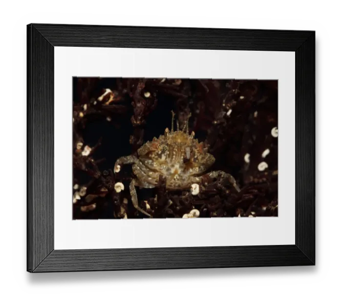 Framed Print : Short-tailed Crab (Pirimela denticulata) adult, Kimmeridge Bay, Isle of Purbeck, Dorset, England, April Framed Print : Short-tailed Crab (Pirimela denticulata) adult, Kimmeridge Bay, Isle of Purbeck, Dorset, England, April