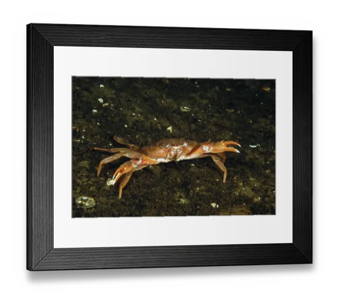 Framed Print : Harbour Crab (Liocarcinus depurator) adult, on muddy silt in sea loch, Loch Fyne, Argyll and Bute, Scotland, June Framed Print : Harbour Crab (Liocarcinus depurator) adult, on muddy silt in sea loch, Loch Fyne, Argyll and Bute, Scotland, June