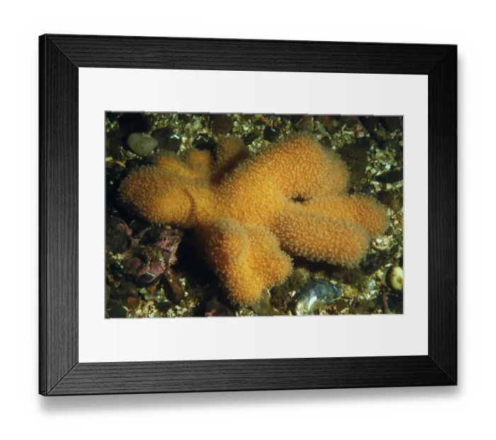 Framed Print : Dead Mans Fingers (Alcyonium digitatum) colony, growing on seabed in sea loch, Loch Carron, Ross and Cromarty Framed Print : Dead Mans Fingers (Alcyonium digitatum) colony, growing on seabed in sea loch, Loch Carron, Ross and Cromarty