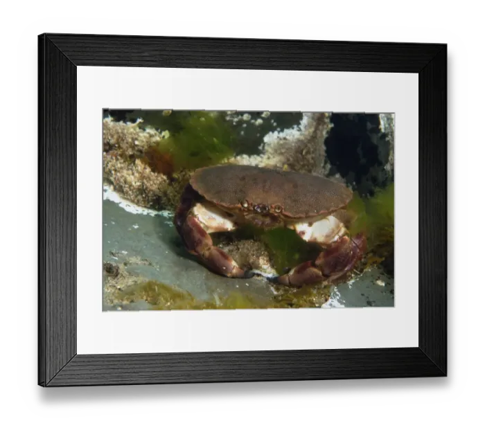 Framed Print : Edible Crab (Cancer pagurus) adult, attacking limpet, Kimmeridge Bay, Isle of Purbeck, Dorset, England, May Framed Print : Edible Crab (Cancer pagurus) adult, attacking limpet, Kimmeridge Bay, Isle of Purbeck, Dorset, England, May