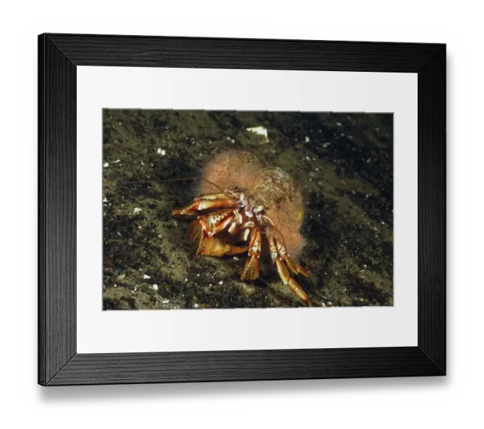 Framed Print : Common Hermit Crab (Pagurus bernhardus) adult, with Hermit Crab Fur Hydroid (Hydractinia echinata) on shell Framed Print : Common Hermit Crab (Pagurus bernhardus) adult, with Hermit Crab Fur Hydroid (Hydractinia echinata) on shell