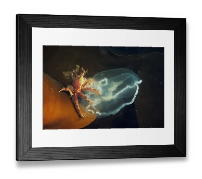 Framed Print : Kelp Spider Crab (Hyas araneus) adult, feeding on Common Jellyfish (Aurelia aurita) in sea loch, Loch Carron Framed Print : Kelp Spider Crab (Hyas araneus) adult, feeding on Common Jellyfish (Aurelia aurita) in sea loch, Loch Carron