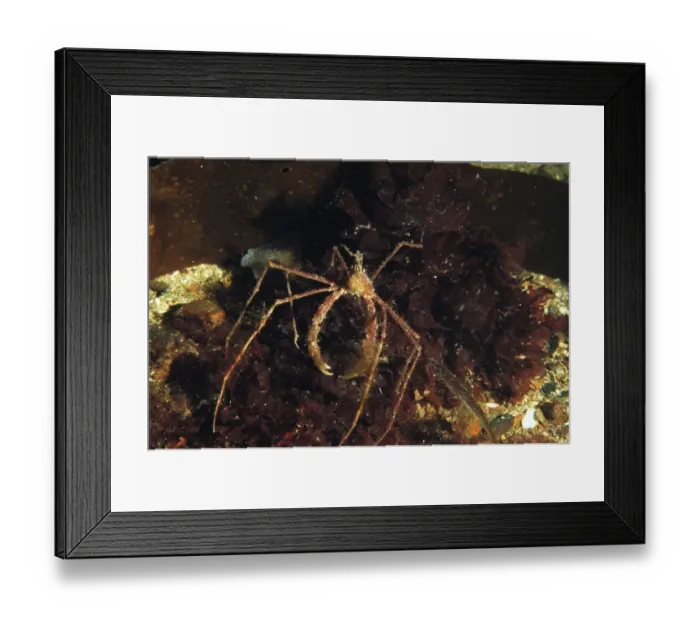 Framed Print : Long-legged Spider Crab (Macropodia rostrata) adult, in sea loch, Loch Carron, Ross and Cromarty, Highlands, Scotland Framed Print : Long-legged Spider Crab (Macropodia rostrata) adult, in sea loch, Loch Carron, Ross and Cromarty, Highlands, Scotland