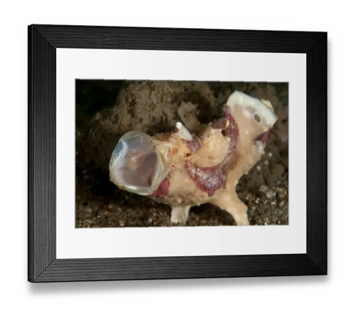Framed Print : Warty Frogfish (Antennarius maculatus) adult, yawning, on black sand, Lembeh Straits, Sulawesi, Sunda Islands Framed Print : Warty Frogfish (Antennarius maculatus) adult, yawning, on black sand, Lembeh Straits, Sulawesi, Sunda Islands