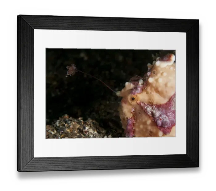 Framed Print : Warty Frogfish (Antennarius maculatus) adult, close-up of head, using lure to attract prey, on black sand Framed Print : Warty Frogfish (Antennarius maculatus) adult, close-up of head, using lure to attract prey, on black sand